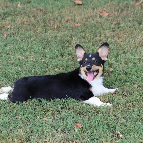 Meet your Posher, Hannah, Daisy, Rocky, Baxter(RIP) and Logan (RIP) - Picture 6 of 14